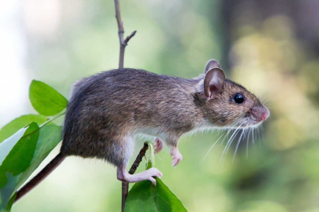 Ural field mouse (Apodemus uralensis) sitting on a branch