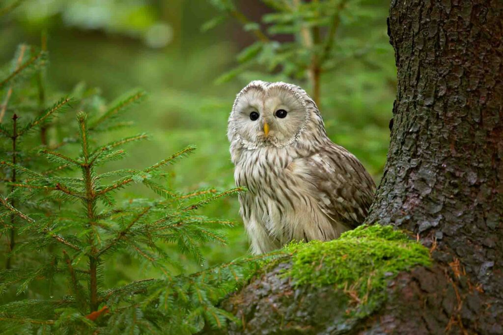The Ural owl (Strix uralensis) is a medium-sized nocturnal owl of the genus Strix