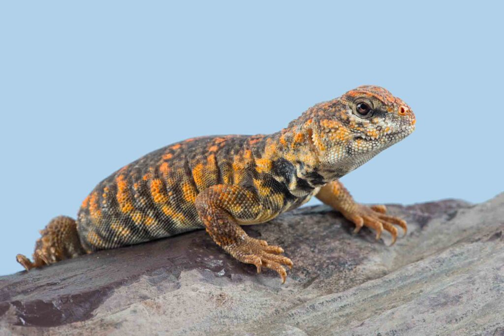 Uromastyx Geyri lizard basking on rock