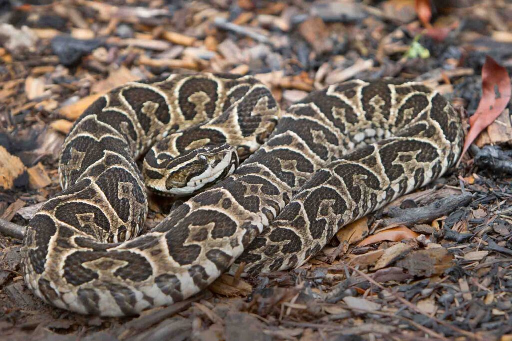 Deadly Urutu Snake (Bothrops alternatus)
