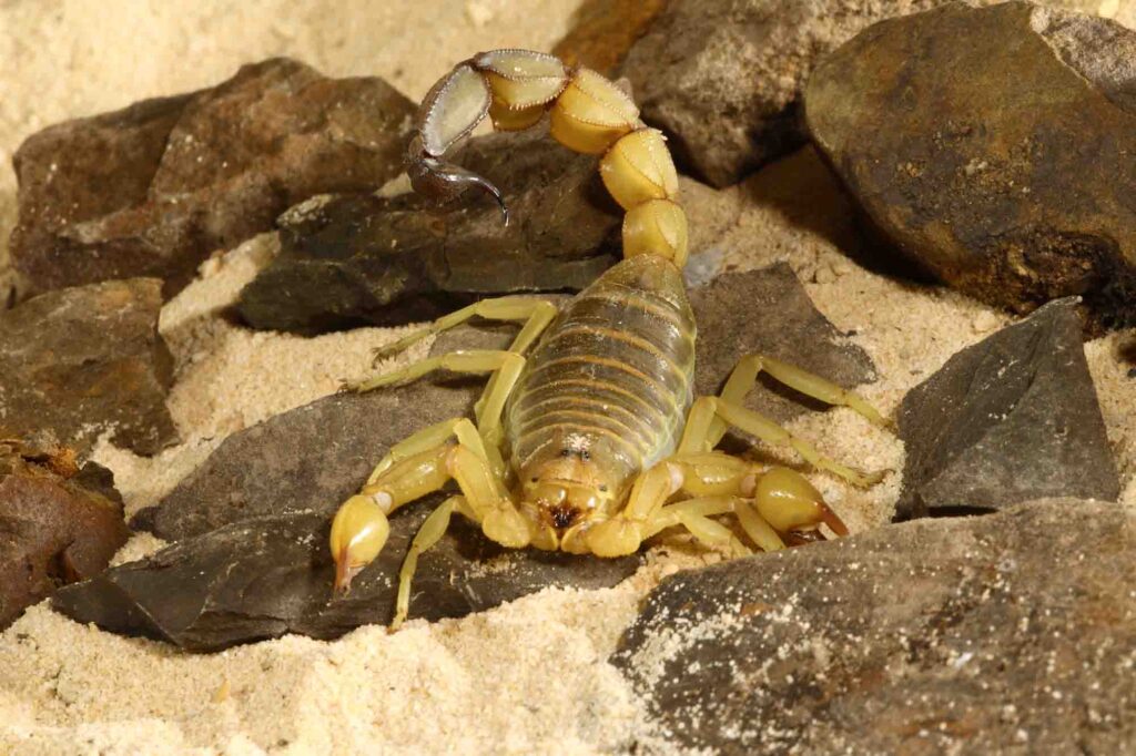 Yellow Fat Tail Scorpion on rocks