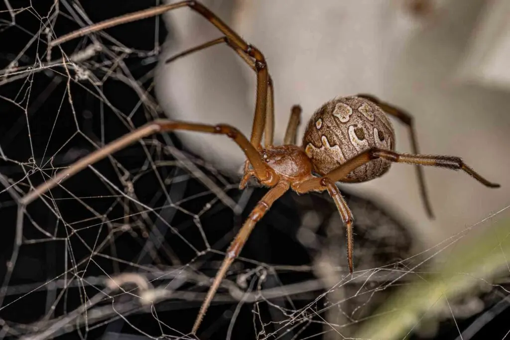 Female Brown Widow Spider on web