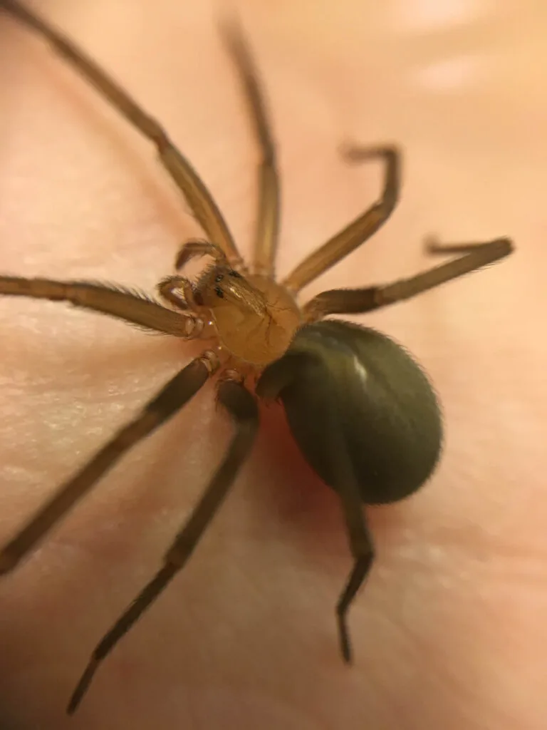 Chilean recluse spider on human skin