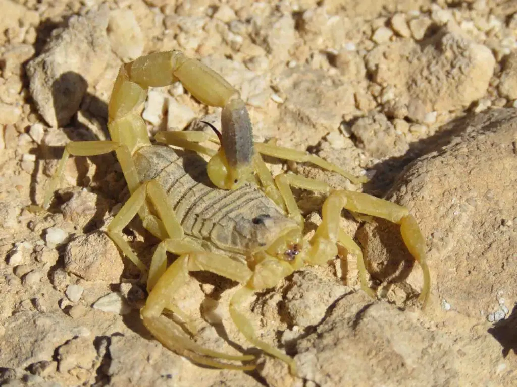These are the most dangerous scorpions in the world!