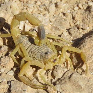 Deathstalker Scorpion in the Negev Desert
