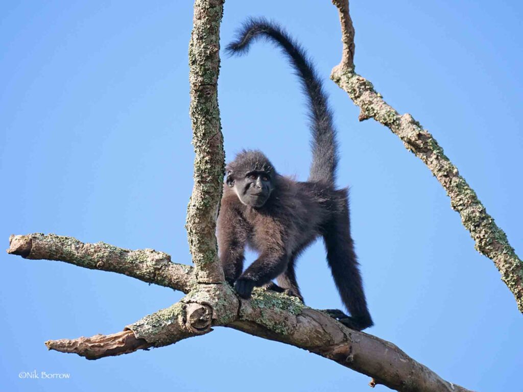 Uganda gray cheeked mangabey monkey on tree
