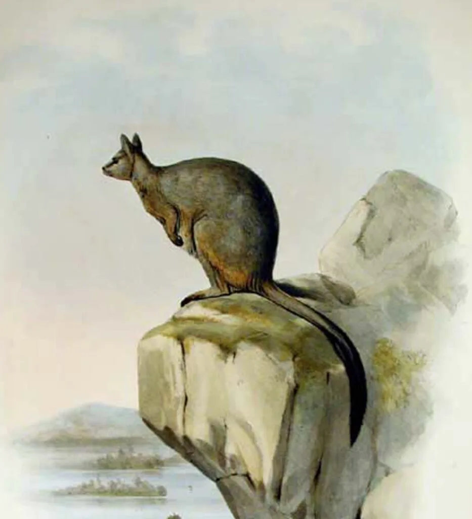 Unadorned Rock Wallaby illustration