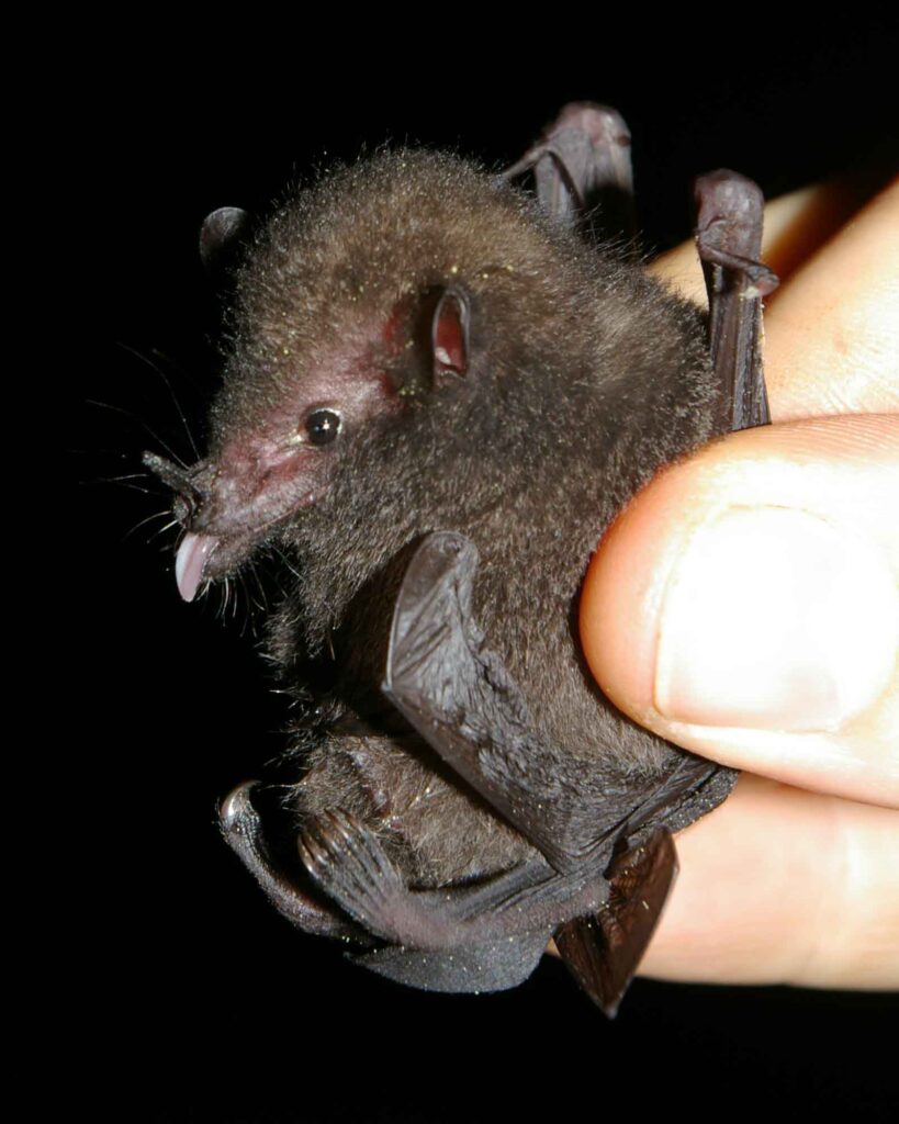 Underwood's long-tongued bat
