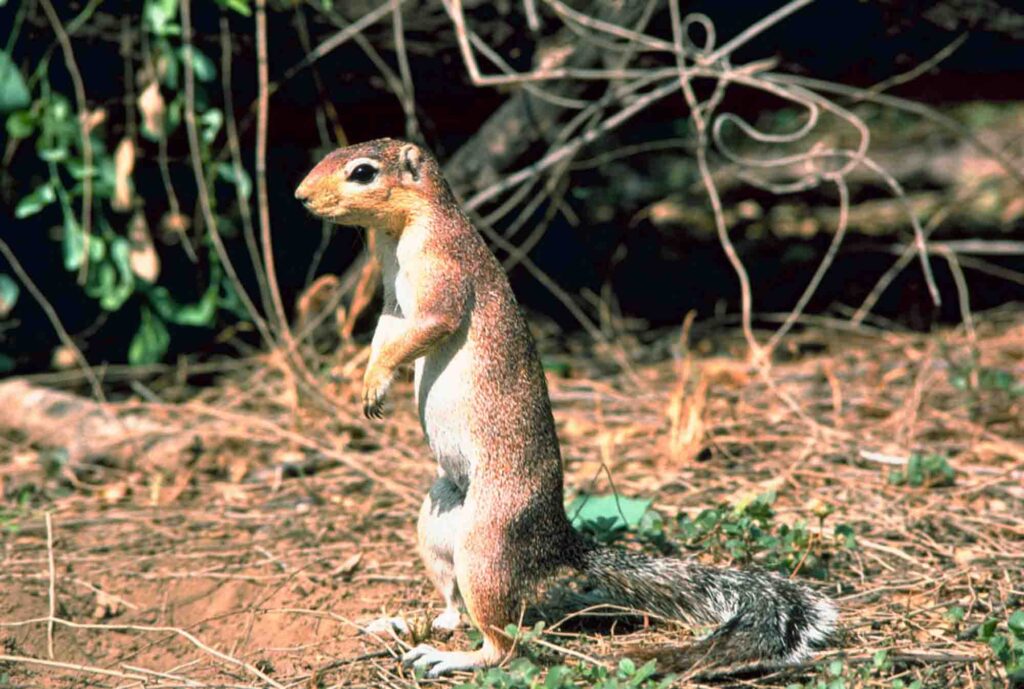 Unstriped ground squirrel standing