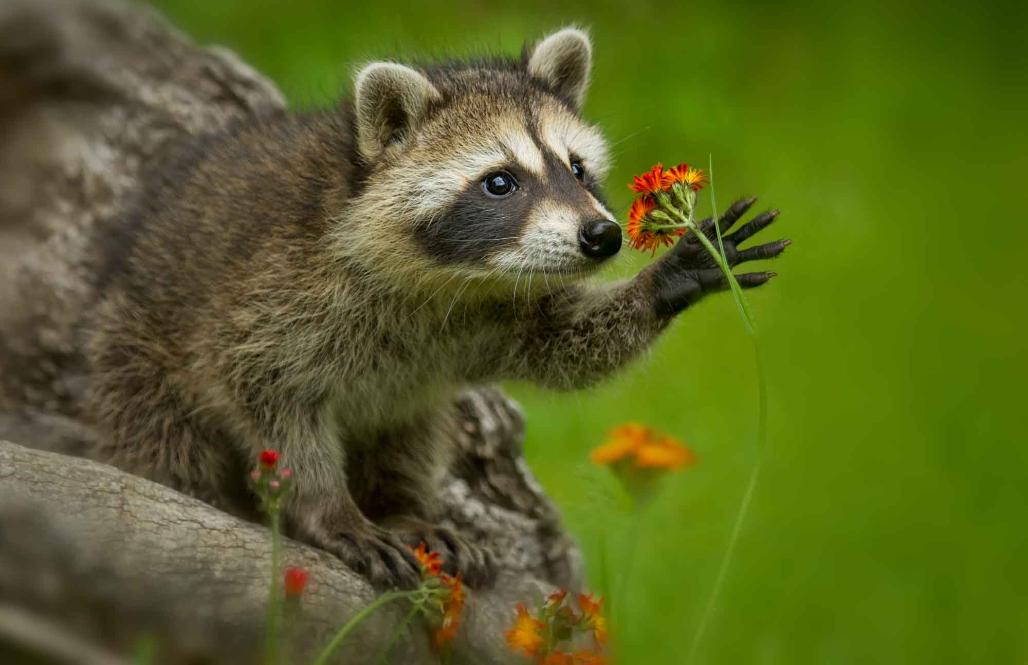 Animal Lists Archives - Wildlife Explained