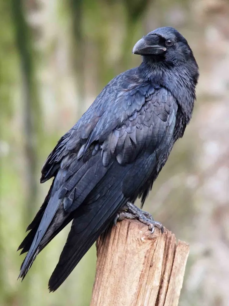 Raven on wooden stick