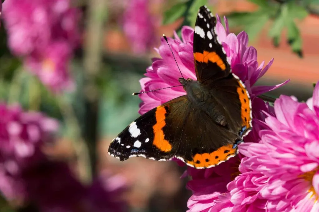 Red admiral butterfly sitting on a pink flower