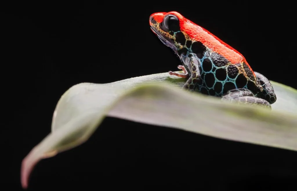 Red-backed poison frog on leaf