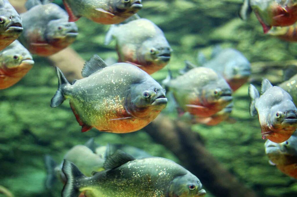 Flock of red-bellied piranhas swim
