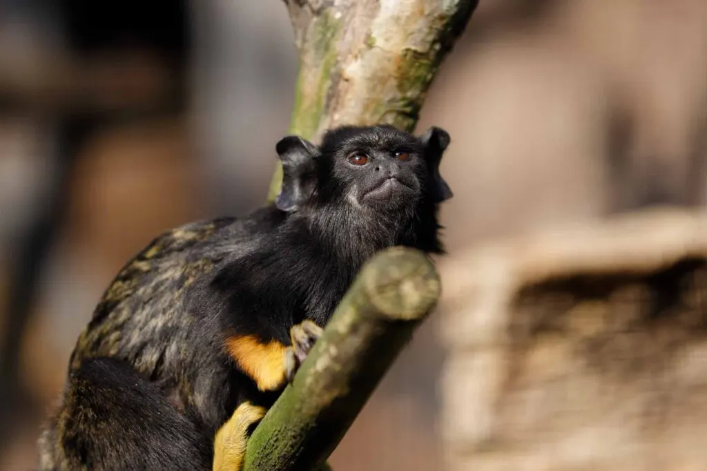 Portrait of female red-handed tamarin monkey