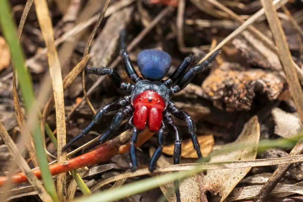 A male Red-headed Mouse Spider has a bright red head and jaws and blue black abdomen and their venom is very toxic.