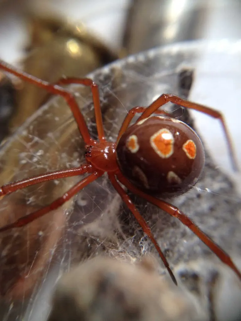 Red widow spider on web
