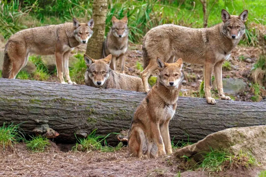 Family pack of five red wolves standing