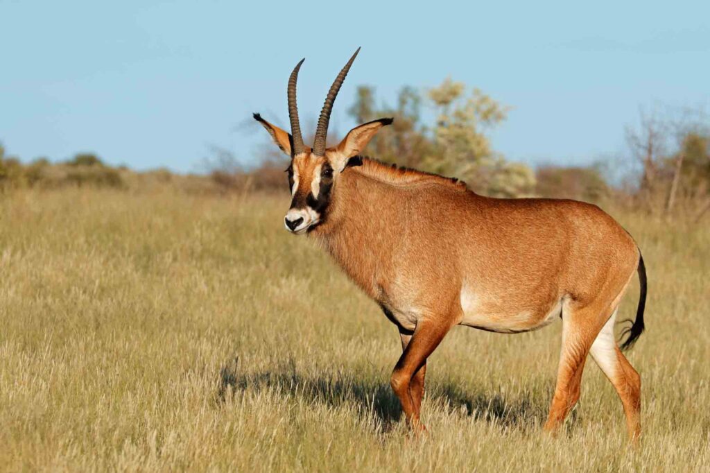 Roan antelope (Hippotragus equinus) in natural habitat, South Africa