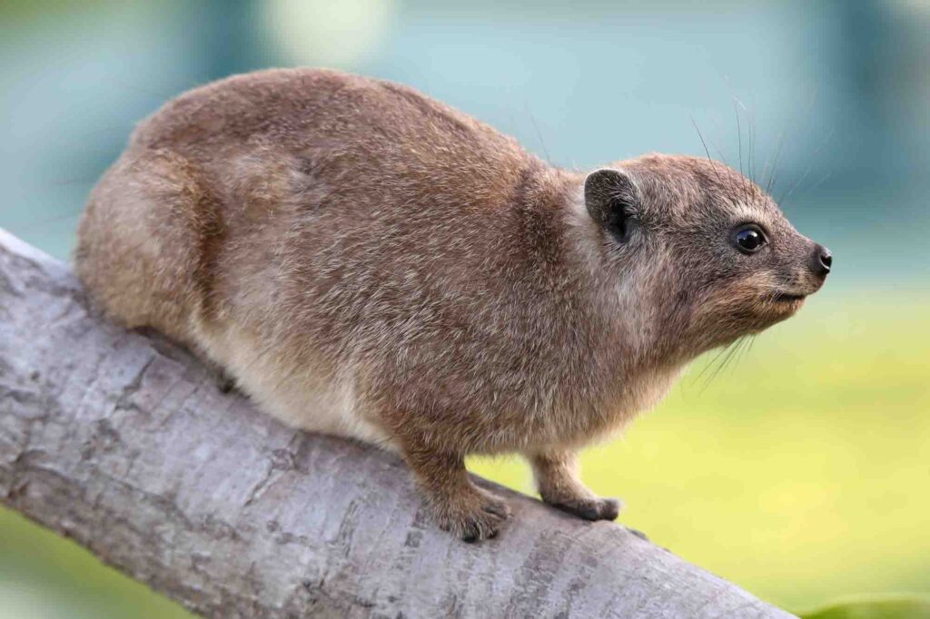 Rock hyrax from South Africa also called Dassie