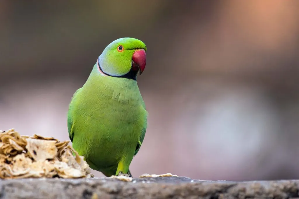Rose-ringed parakeet is a medium-sized parrot