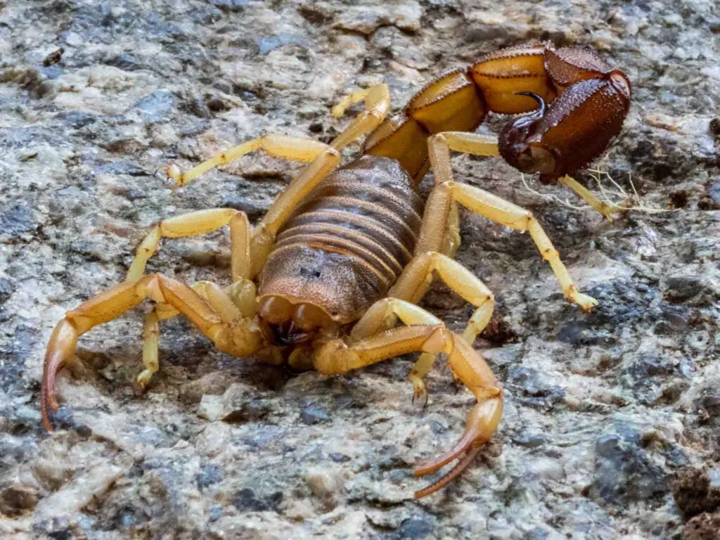 Rough Thicktail Scorpion on rock