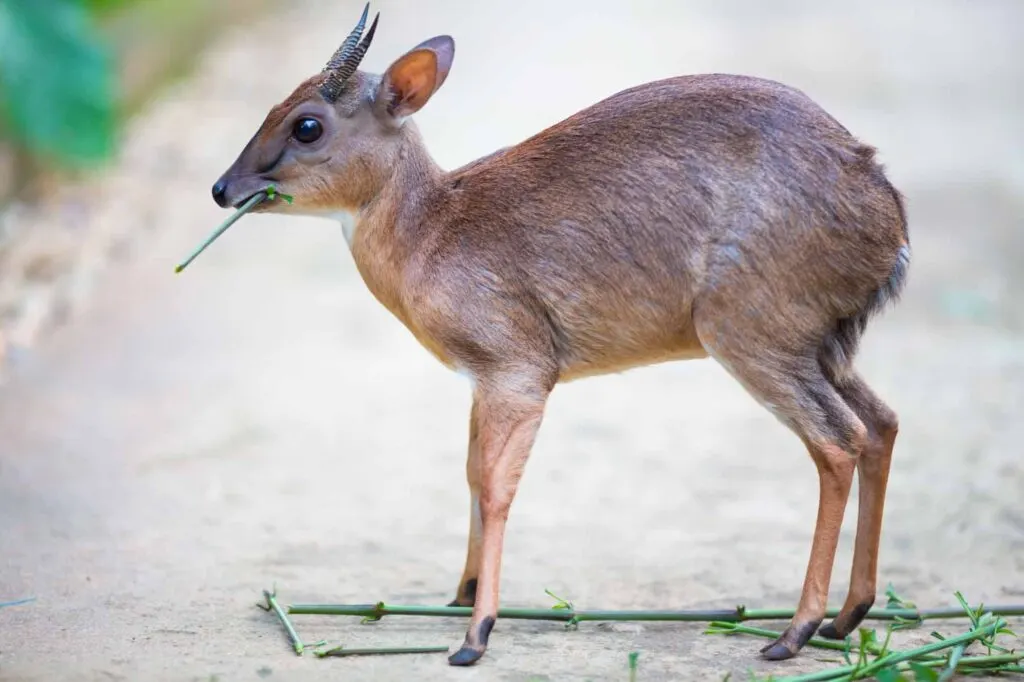 Royal antelope in the natural wildlife