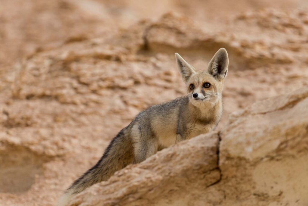 Ruppell's fox, Vulpes rueppellii, on the rocks