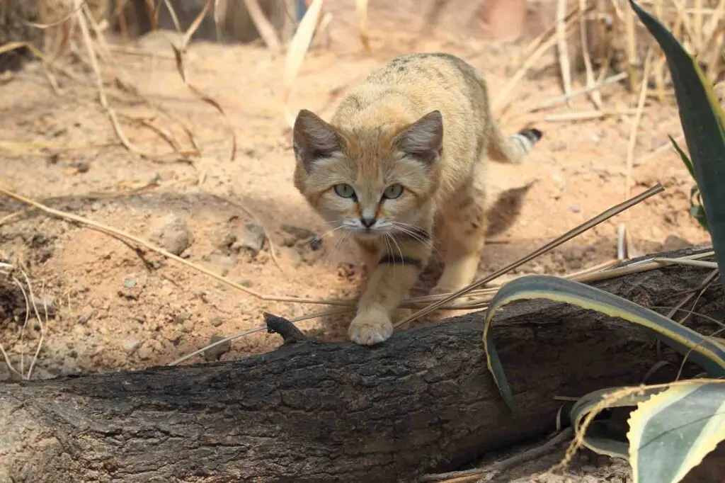 Sand cat in the sand