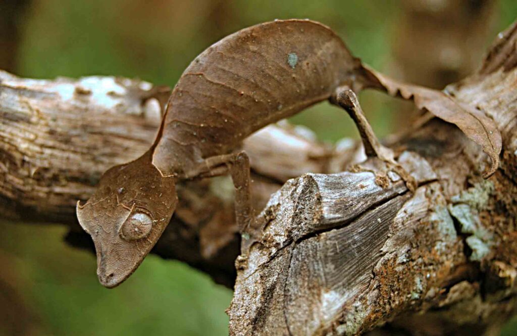 satanic leaf-tailed gecko walking