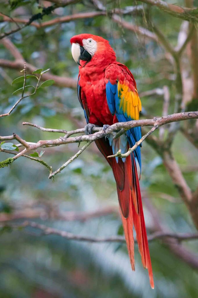 Scarlet macaw on tree branch