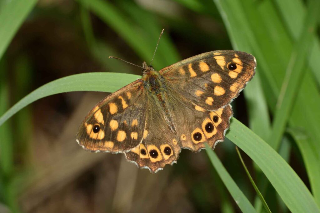 Speckled wood butterfly (Pararge aegeria) standing on a blade of grass