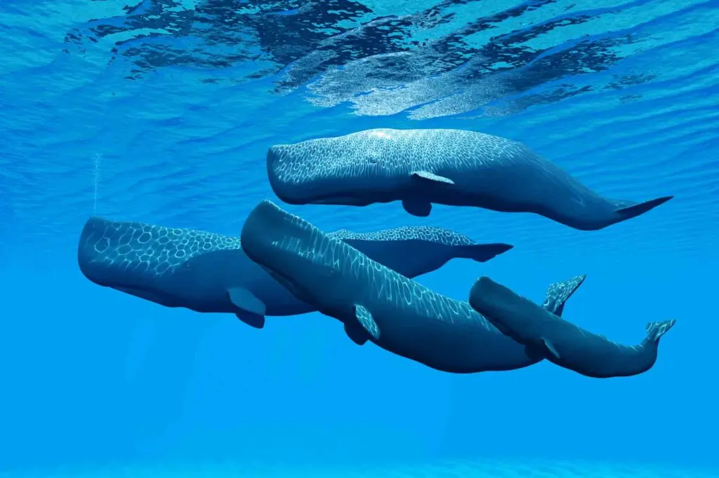 Sperm Whale family swim together