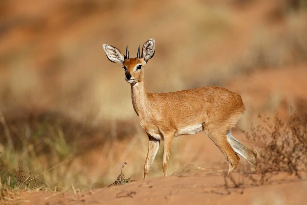 Male steenbok antelope (Raphicerus campestris) walking