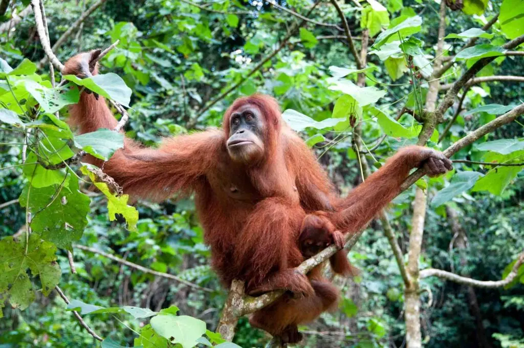 Sumatran orangutan on tree