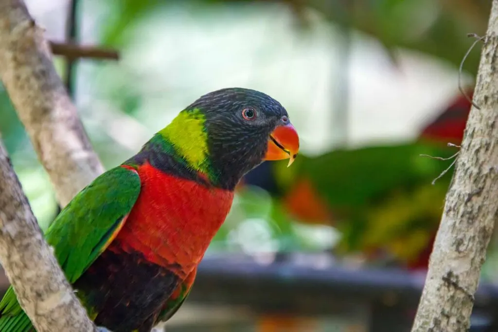 Sunset lorikeet (Trichoglossus forsteni) is a species of parrot that is endemic to the Indonesian islands