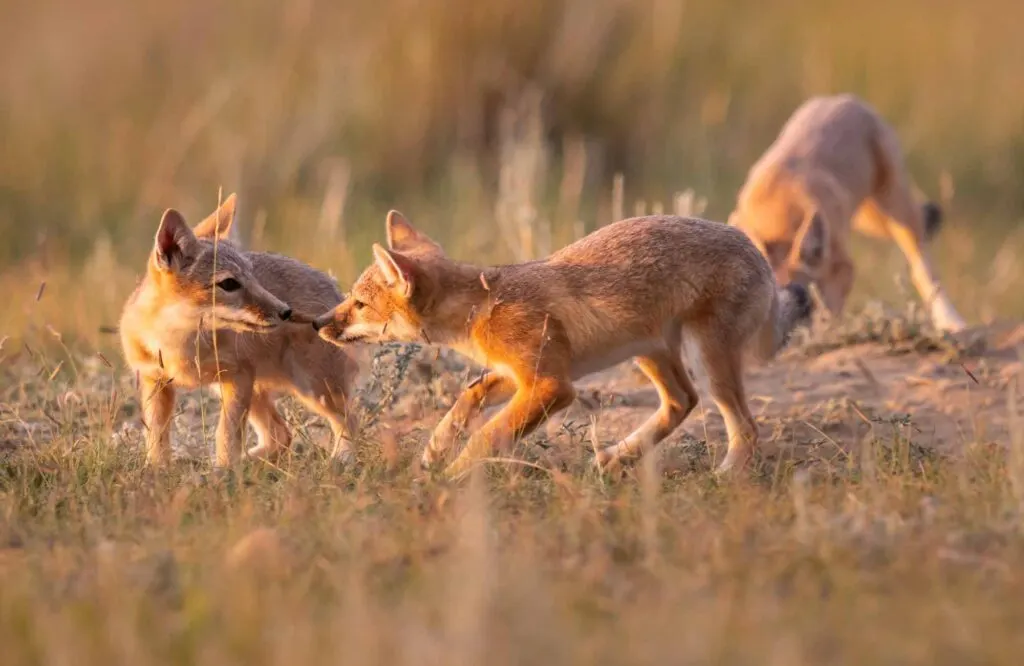 Swift foxes in the wild