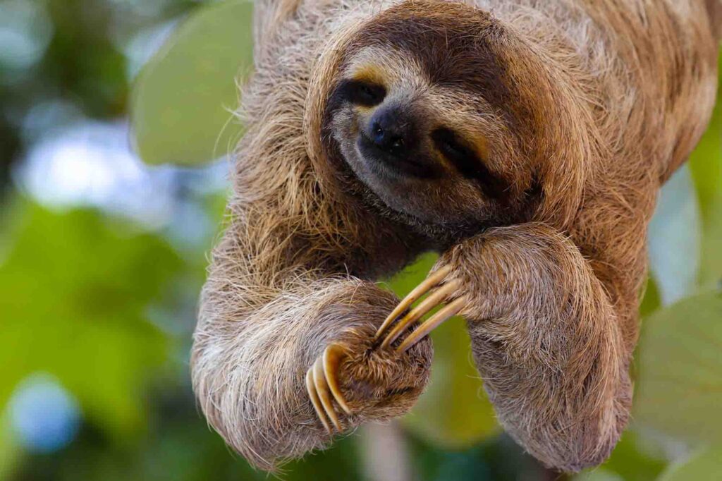 Baby sloth poses for the camera on the tree