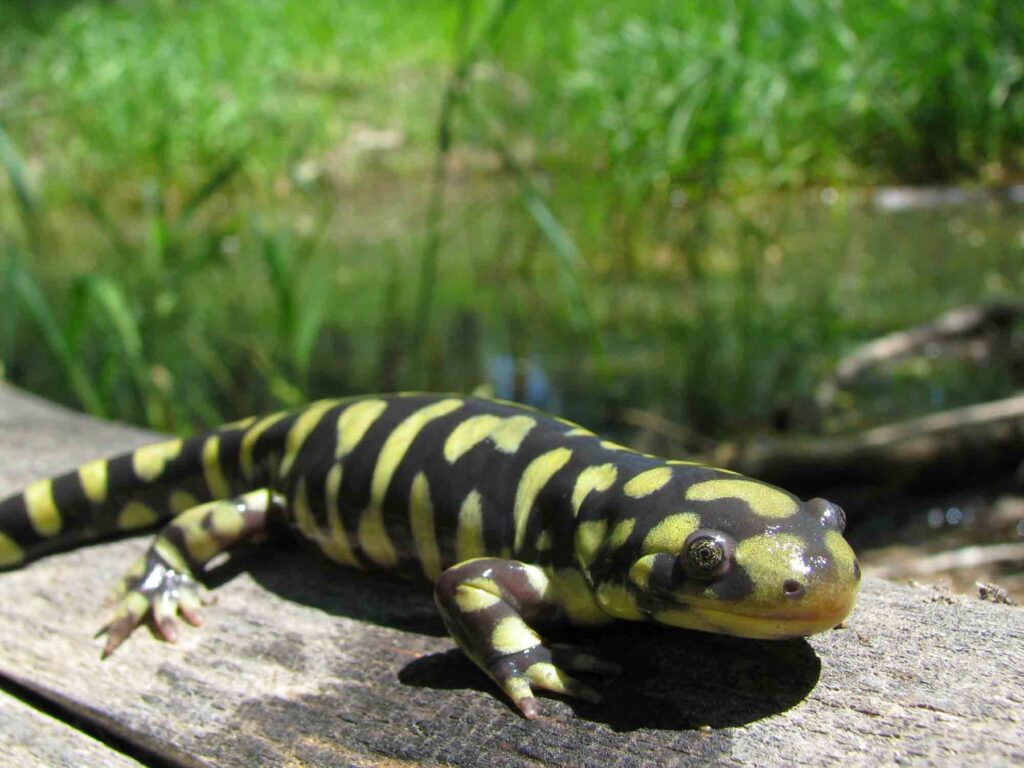 Tiger Salamander walking