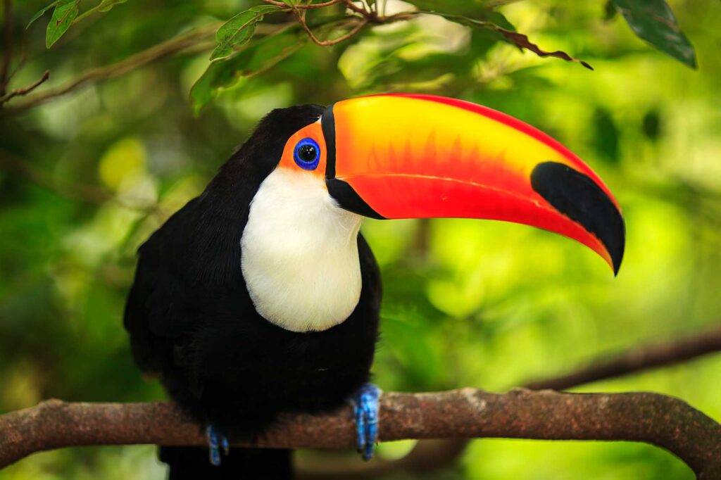 Toco toucan on tree