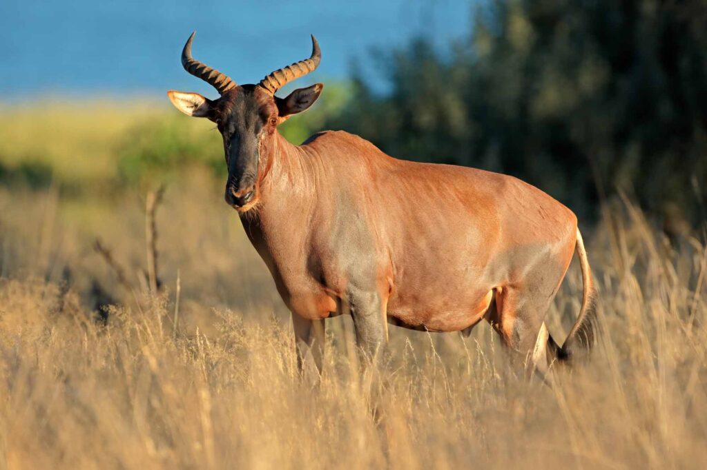 Rare tsessebe antelope in natural habitat, South Africa