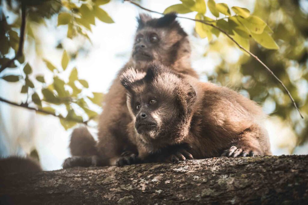 Tufted capuchin monkeys on tree