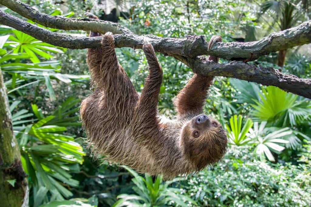 Unau or Linnaeus' Two-toed Sloth on tree