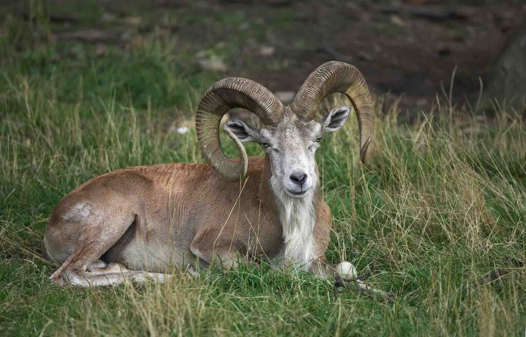 Urial sheep resting