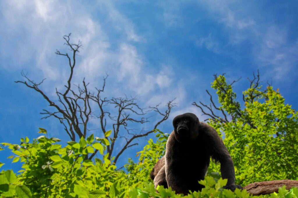 Ursine Howler monkey (Alouatta arctoidea) on top of green tree