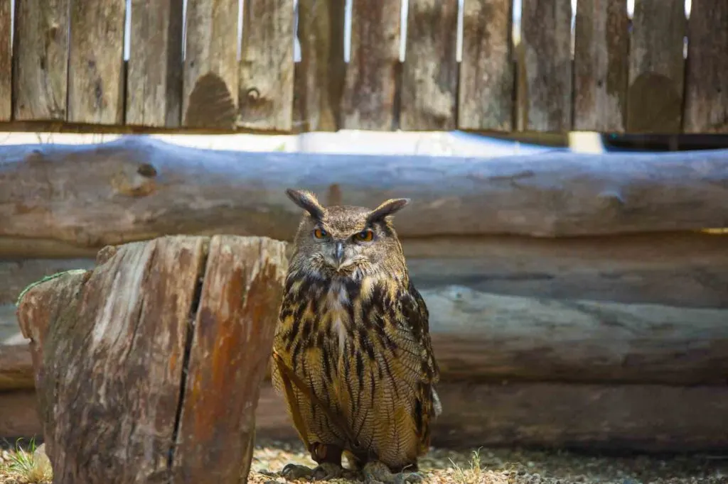 Usambara eagle-owl, Bubo vosseleri