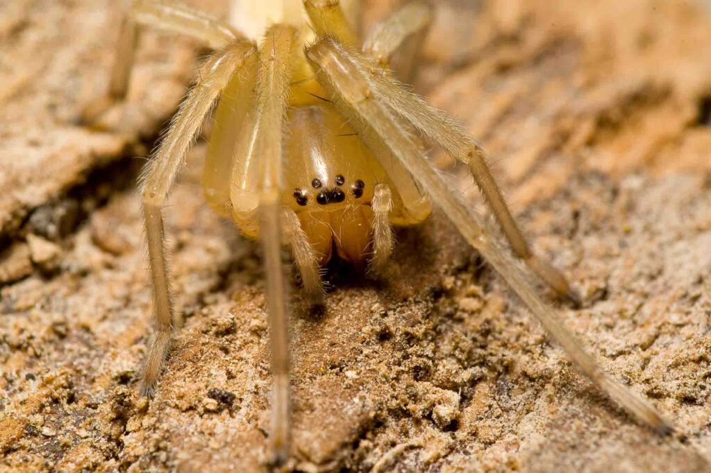 A yellow sac spider resting on bark