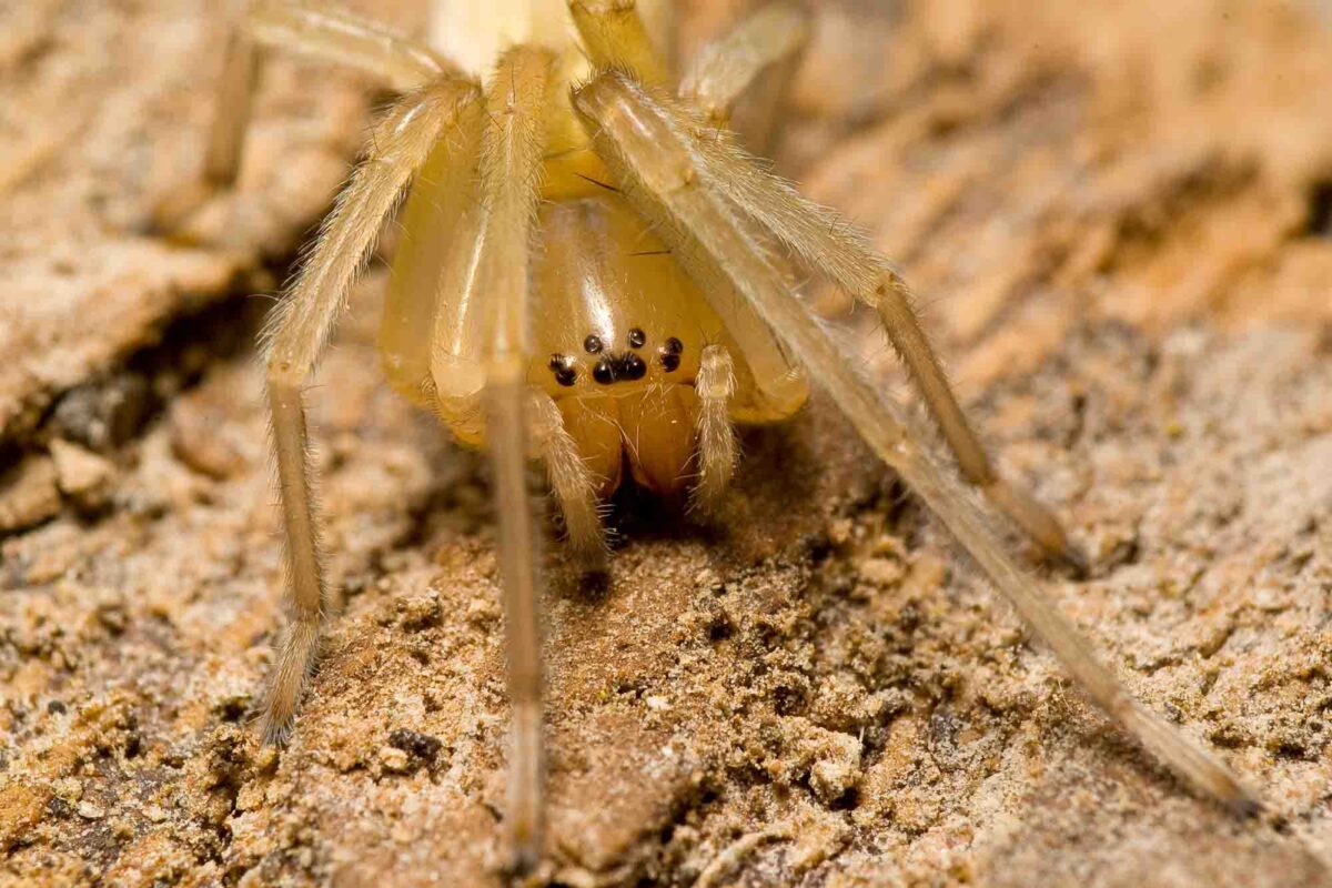 12 Most Venomous Spiders In The World Wildlife Explained 12-most-venomous-spiders-in-the-world-wildlife-explained
