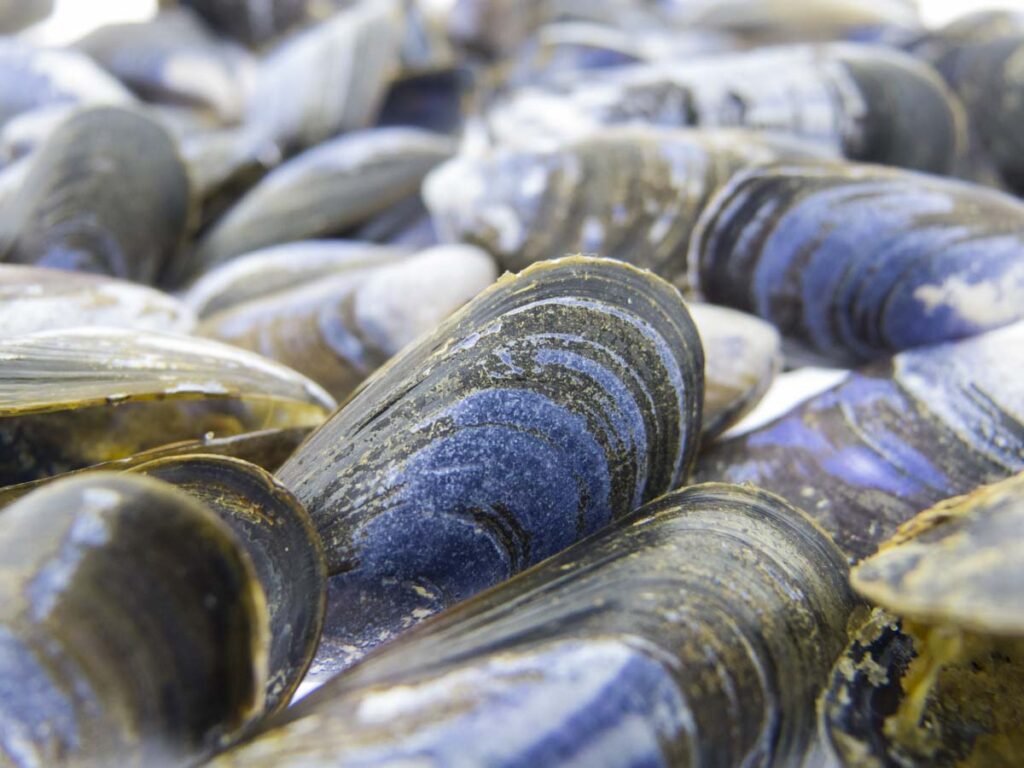 freshwater pearl mussels on the beach