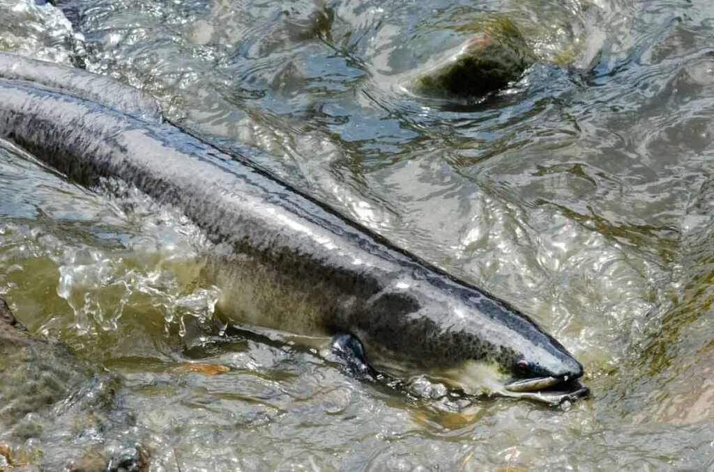 New Zealand Longfin Eel feeding in a stream